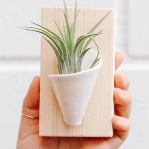Mini Ceramic Wall Planter in Mint Green and White, mounted on wood plaque